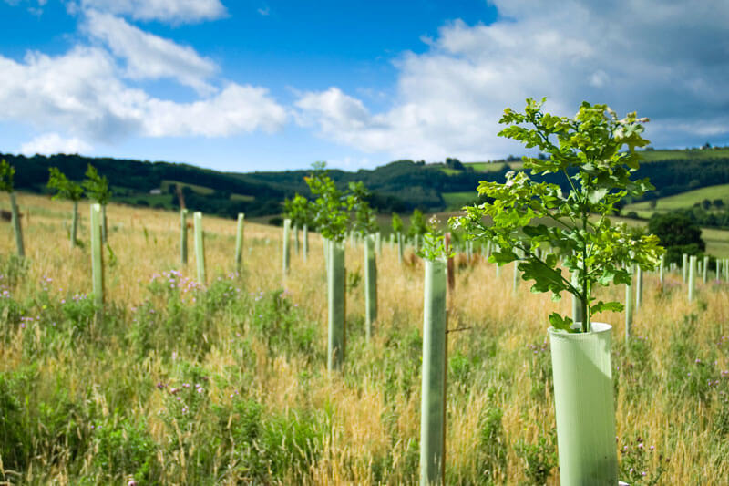 Our Carbon Offsetting Scheme